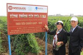 Đột phá mới từ nghiên cứu tác dụng hạ đường huyết của Dây thìa canh Việt Nam Đột phá mới từ nghiên cứu tác dụng hạ đường huyết của Dây thìa canh Việt Nam