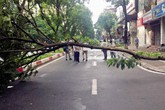 Cây phượng đổ làm chết người ở Hà Nội: Nỗi lo nơm nớp mùa mưa bão Cây phượng đổ làm chết người ở Hà Nội: Nỗi lo nơm nớp mùa mưa bão
