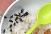 Ruồi "chạy mất xác" chỉ vì đốt loại nến này ở trong nhà Ruồi "chạy mất xác" chỉ vì đốt loại nến này ở trong nhà
