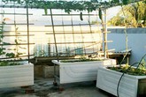 Chủ nhà mua 10 bồn tắm để trồng rau sân thượng Chủ nhà mua 10 bồn tắm để trồng rau sân thượng