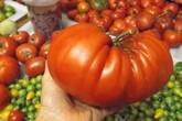 Khu vườn trồng đủ loại rau củ quả "khổng lồ" của ông bà lão yêu thích làm vườn sau khi nghỉ hưu Khu vườn trồng đủ loại rau củ quả "khổng lồ" của ông bà lão yêu thích làm vườn sau khi nghỉ hưu