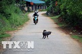 Nguyên nhân khiến tử vong do bệnh dại ở người dân tộc thiểu số cao Nguyên nhân khiến tử vong do bệnh dại ở người dân tộc thiểu số cao