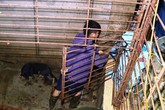 Cận cảnh căn hầm 'bí mật' trong đường dây trộm hơn 100 tấn chó chấn động xứ Thanh Cận cảnh căn hầm 'bí mật' trong đường dây trộm hơn 100 tấn chó chấn động xứ Thanh