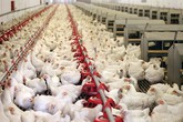 Giá gà công nghiệp rẻ hơn rau, chị em đua nhau làm món dễ "đưa cơm" mùa thu Giá gà công nghiệp rẻ hơn rau, chị em đua nhau làm món dễ "đưa cơm" mùa thu