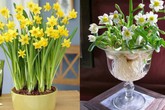 10 loại hoa nếu trồng có thể gây nguy hiểm cho sức khỏe nhưng bạn có thể không biết 10 loại hoa nếu trồng có thể gây nguy hiểm cho sức khỏe nhưng bạn có thể không biết
