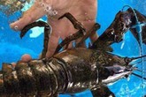 Tôm hùm Alaska về Việt Nam 170.000 đồng/kg, rẻ như tôm ngoài chợ Tôm hùm Alaska về Việt Nam 170.000 đồng/kg, rẻ như tôm ngoài chợ