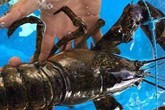 Có dễ mua được tôm hùm Alaska giá 170.000 đồng/kg? Có dễ mua được tôm hùm Alaska giá 170.000 đồng/kg?