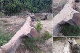 Đi mò ốc, phát hiện cây gỗ quý hàng trăm năm tuổi nằm sâu dưới lòng đất Đi mò ốc, phát hiện cây gỗ quý hàng trăm năm tuổi nằm sâu dưới lòng đất