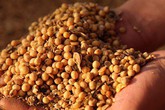 Trung Quốc tuyên bố ngừng mua nông sản Mỹ Trung Quốc tuyên bố ngừng mua nông sản Mỹ