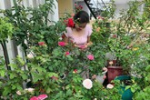 Lạc lối khi bước vào vườn hồng trên sân thượng của bà mẹ hai con ở TP. HCM Lạc lối khi bước vào vườn hồng trên sân thượng của bà mẹ hai con ở TP. HCM
