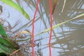 Ra đồng bón phân, người phụ nữ ở Thái Bình dính bẫy điện tử vong Ra đồng bón phân, người phụ nữ ở Thái Bình dính bẫy điện tử vong