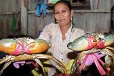 Cua biển tăng giá mạnh vì sắp đến dịp nghỉ lễ 2/9 Cua biển tăng giá mạnh vì sắp đến dịp nghỉ lễ 2/9