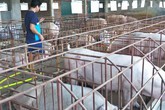 Dịp cận Tết, có thể thiếu 500.000 tấn thịt lợn Dịp cận Tết, có thể thiếu 500.000 tấn thịt lợn