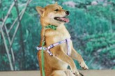 Tranh cãi gay gắt chuyện chó Nhật Shiba Inu đóng vai Cậu Vàng trong phim cùng tên Tranh cãi gay gắt chuyện chó Nhật Shiba Inu đóng vai Cậu Vàng trong phim cùng tên