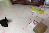 Bật cười cảnh vợ hý hửng tìm được quỹ đen của chồng nhờ mèo yêu Bật cười cảnh vợ hý hửng tìm được quỹ đen của chồng nhờ mèo yêu