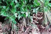 Đổ xô đi tìm loại cây giống với sâm Ngọc Linh Đổ xô đi tìm loại cây giống với sâm Ngọc Linh