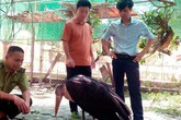 Diễn biến mới vụ chim khổng lồ quý hiếm sa ruộng ở Hà Tĩnh Diễn biến mới vụ chim khổng lồ quý hiếm sa ruộng ở Hà Tĩnh