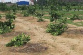 Không được tham gia giải bóng chuyền, nữ đội trưởng “chỉ đạo” chặt vườn cây của chủ tịch xã Không được tham gia giải bóng chuyền, nữ đội trưởng “chỉ đạo” chặt vườn cây của chủ tịch xã