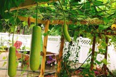 Khu vườn xanh um trĩu các loại rau, củ, quả Việt của bà mẹ đảm ở Mỹ Khu vườn xanh um trĩu các loại rau, củ, quả Việt của bà mẹ đảm ở Mỹ