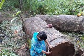 Người đàn ông chở gỗ lậu bị gỗ đè tử vong khi đang vận chuyển Người đàn ông chở gỗ lậu bị gỗ đè tử vong khi đang vận chuyển