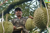 Chuyện lạ Đắk Nông, 36 cây sầu riêng thu 500 triệu đồng Chuyện lạ Đắk Nông, 36 cây sầu riêng thu 500 triệu đồng