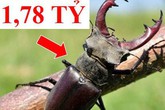 Những loài động vật kỳ lạ, giá "trên trời" vẫn được các đại gia săn lùng Những loài động vật kỳ lạ, giá "trên trời" vẫn được các đại gia săn lùng