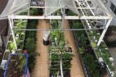Ông bố Sài Gòn bỏ chi phí 30 triệu để nuôi cá, trồng rau đủ loại trên sân thượng 45m² Ông bố Sài Gòn bỏ chi phí 30 triệu để nuôi cá, trồng rau đủ loại trên sân thượng 45m²