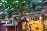 Hạnh phúc của người vợ khi sở hữu khu vườn đủ loại rau trái do chồng tâm lý dành thời gian để tự thiết kế và chăm sóc Hạnh phúc của người vợ khi sở hữu khu vườn đủ loại rau trái do chồng tâm lý dành thời gian để tự thiết kế và chăm sóc