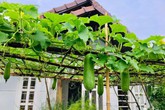 Sài Gòn: Sân thượng 20m² trồng đủ các loại rau của bà mẹ quyết nghỉ việc để dành nhiều thời gian hơn cho bản thân và gia đình Sài Gòn: Sân thượng 20m² trồng đủ các loại rau của bà mẹ quyết nghỉ việc để dành nhiều thời gian hơn cho bản thân và gia đình