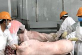 Lùng mua, vét cạn trong dân, thịt lợn tăng giá chưa từng có Lùng mua, vét cạn trong dân, thịt lợn tăng giá chưa từng có