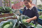Kinh nghiệm trồng rau quả tốt tươi, bội thu trên sân thượng của mẹ đảm ở Hà Nội Kinh nghiệm trồng rau quả tốt tươi, bội thu trên sân thượng của mẹ đảm ở Hà Nội