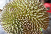Phi công đeo mặt nạ oxy, hạ cánh máy bay vì mùi sầu riêng Phi công đeo mặt nạ oxy, hạ cánh máy bay vì mùi sầu riêng