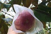 Vú sữa đầu mùa tăng giá gấp đôi Vú sữa đầu mùa tăng giá gấp đôi