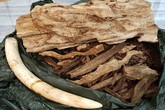 Nam hành khách mang lậu hàng chục kg ngà voi, trầm hương tại sân bay Tân Sơn Nhất Nam hành khách mang lậu hàng chục kg ngà voi, trầm hương tại sân bay Tân Sơn Nhất