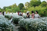 Thu tiền triệu mỗi ngày nhờ cúc họa mi Thu tiền triệu mỗi ngày nhờ cúc họa mi