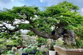 Cặp đôi siêu cây cảnh me - tường vi 'ế chỏng chơ' sau nhiều năm hét giá gần 5 tỷ Cặp đôi siêu cây cảnh me - tường vi 'ế chỏng chơ' sau nhiều năm hét giá gần 5 tỷ