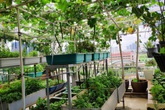 Sân thượng 50m² trồng đủ loại rau sạch và hoa hồng của bà mẹ Hà Nội Sân thượng 50m² trồng đủ loại rau sạch và hoa hồng của bà mẹ Hà Nội