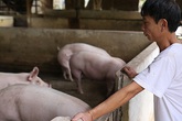 Hộ chăn nuôi không còn lợn bán Hộ chăn nuôi không còn lợn bán