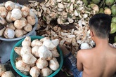 Cận Tết, nhiều bà nội trợ Việt mua cùi dừa non 70 ngàn đồng/kg làm mứt, tiểu thương ngày bán cả tạ Cận Tết, nhiều bà nội trợ Việt mua cùi dừa non 70 ngàn đồng/kg làm mứt, tiểu thương ngày bán cả tạ
