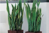 Nếu vẫn đang đặt những loại cây này trong nhà thì phải bê ra ngay trước thềm giao thừa kẻo năm mới hao tài, tán lộc Nếu vẫn đang đặt những loại cây này trong nhà thì phải bê ra ngay trước thềm giao thừa kẻo năm mới hao tài, tán lộc