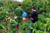 24 giờ truy bắt hung thủ sát hại bạn tình giấu xác trong rẫy cà phê 24 giờ truy bắt hung thủ sát hại bạn tình giấu xác trong rẫy cà phê