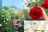 Không cần tốn tiền đi mua phân bón, vườn cây của bạn sẽ tốt vù vù với những thực phẩm bỏ đi trong nhà bếp này Không cần tốn tiền đi mua phân bón, vườn cây của bạn sẽ tốt vù vù với những thực phẩm bỏ đi trong nhà bếp này