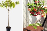 5 loại cây ăn quả trồng từ hạt "siêu dễ", ai cũng nên trồng 1 cây trong nhà 5 loại cây ăn quả trồng từ hạt "siêu dễ", ai cũng nên trồng 1 cây trong nhà