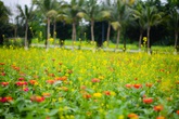 Thiên đường hoa 4 mùa khoe sắc tại Ecopark Thiên đường hoa 4 mùa khoe sắc tại Ecopark