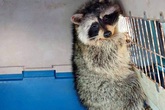 "Phượt thủ" gấu mèo trốn trong container âm 18 độ từ Mỹ về Việt Nam 35 ngày "Phượt thủ" gấu mèo trốn trong container âm 18 độ từ Mỹ về Việt Nam 35 ngày