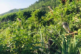 Người dân Hà Tĩnh giăng bẫy bắt chim trời bất chấp lệnh cấm Người dân Hà Tĩnh giăng bẫy bắt chim trời bất chấp lệnh cấm