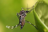 Trời nồm ẩm muỗi ùn ùn kéo vào nhà như nấm mọc sau mưa, hãy đuổi chúng "chạy té khói" chỉ với vài giọt dầu gió Trời nồm ẩm muỗi ùn ùn kéo vào nhà như nấm mọc sau mưa, hãy đuổi chúng "chạy té khói" chỉ với vài giọt dầu gió