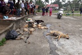 Bắt giữ 2 anh em đi đánh bả, trộm hàng loạt chó mèo Bắt giữ 2 anh em đi đánh bả, trộm hàng loạt chó mèo