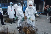 Ăn thịt thú hoang dã - thói quen nghìn năm làm hại người Trung Quốc Ăn thịt thú hoang dã - thói quen nghìn năm làm hại người Trung Quốc