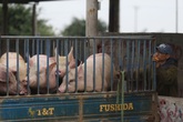 Sợ dịch, nhiều hộ chăn nuôi lợn chưa dám tái đàn Sợ dịch, nhiều hộ chăn nuôi lợn chưa dám tái đàn